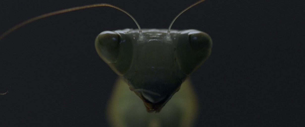 MANTAR | PAUL GERWIEN I MUSICVIDEO