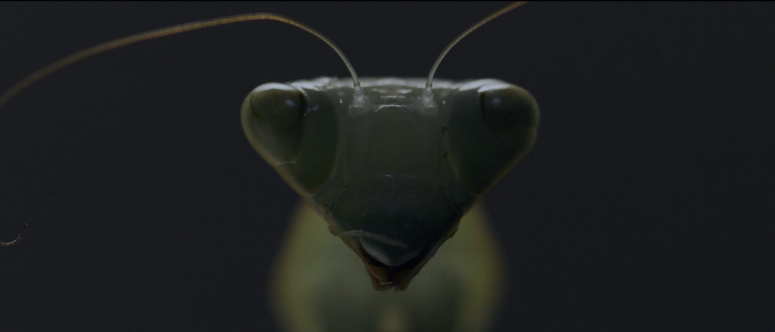 MANTAR | PAUL GERWIEN I MUSICVIDEO